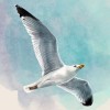 Servilleta Decoupage Gaviota 33x33