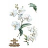 Decor Transfers Home & Deco PFY-14633 20x30 cm